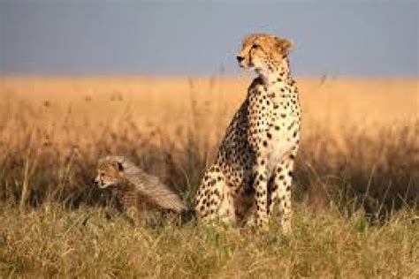 Out of Africa Safari | Mercury Travels