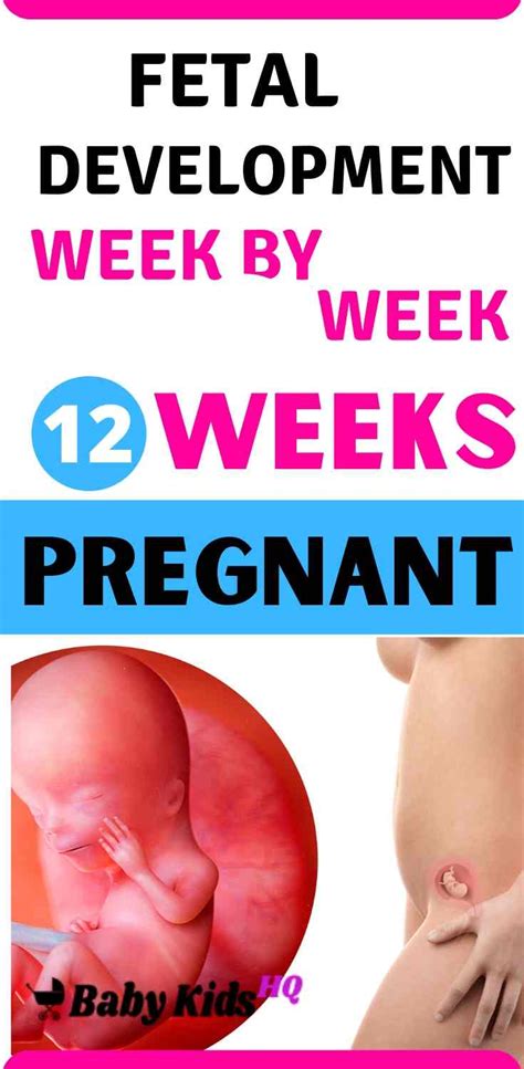 Baby Development In Womb: 12 Weeks Pregnant - BabyKidsHQ