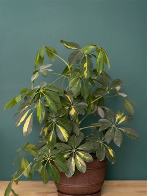 Growing Schefflera: Tips For Schefflera Plant Care