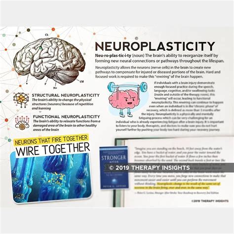 Handout: Neuroplasticity in 2021 | Neuroplasticity, Health literacy, Neuroplasticity exercises