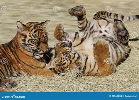 Tiger cubs stock photo. Image of wildlife, striped, endangered - 22567234