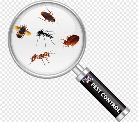 Cockroach Insect Magnifying glass Pest Control Bed bug, cockroach, glass, animals png | PNGEgg