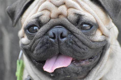 140+ Perfect Pug Dog Names | DoggOwner