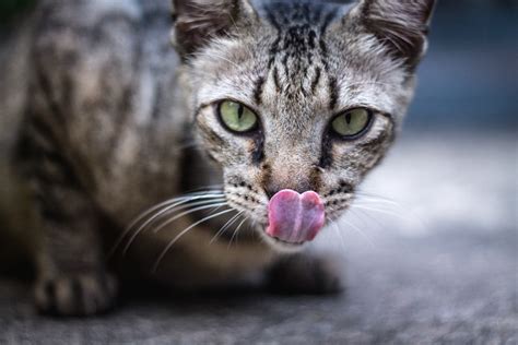 Cat Tongue Pictures | Download Free Images on Unsplash