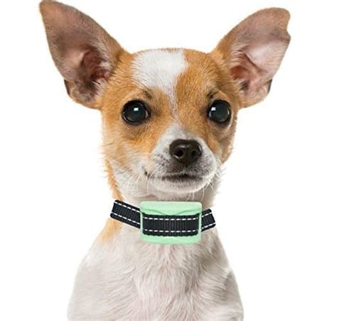 The Best Training Collar for Your Chihuahua – Chihuahua Training Tips