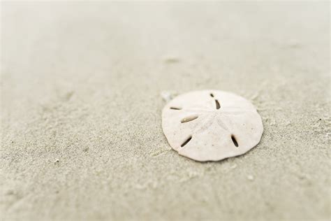 Sand Dollars • Jekyll Island, Georgia • Vacation, Conservation, and Education Destination