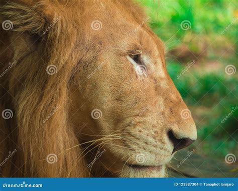 Lion face close up stock photo. Image of beautiful, safari - 123987304