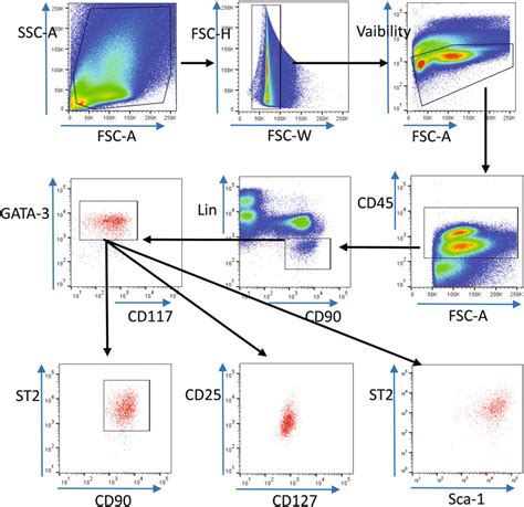 Flow cytometry plots showing gating of ILC2 in the lungs. After gating... | Download Scientific ...