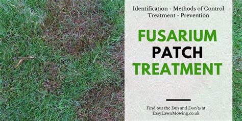 Fusarium Patch Treatment