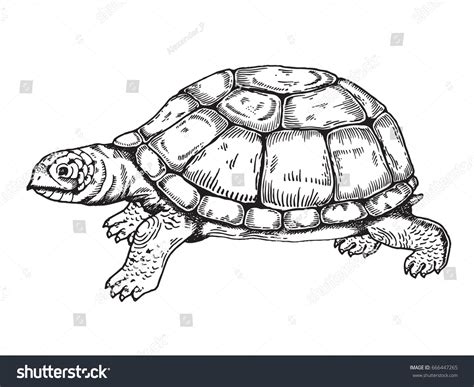 Tortoise Clip Art Black And White