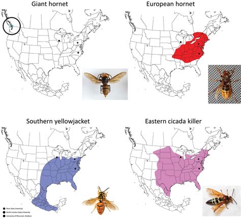 Murder Hornet Map