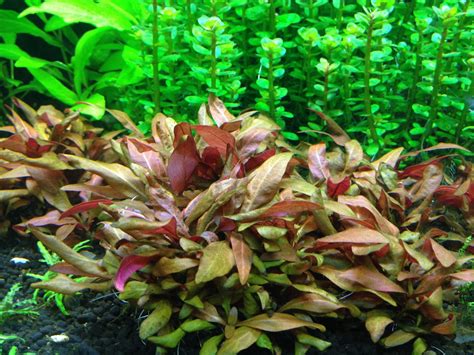 Planted Aquarium Artist: Alternanthera Reineckii Mini