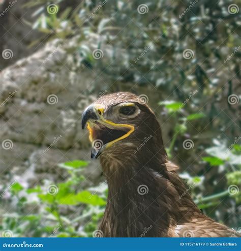 Portrait of a Steppe Eagle stock image. Image of feather - 115716179