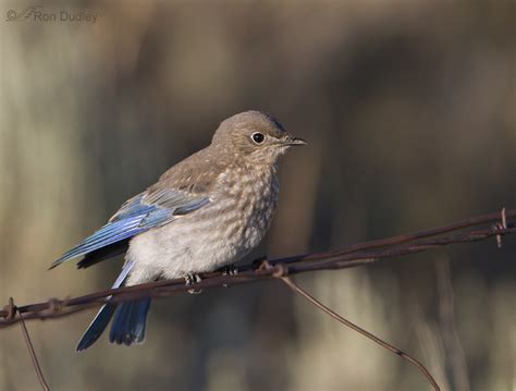 Juvenile Mountain Bluebird – Feathered Photography