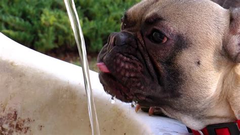 Dog Drinking Water From Park Water Fountain Stream - Slow Motion Stock ...