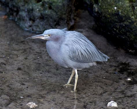 Little Blue Heron Bird Stock Photos. Litle Blue Heron Bird Close-up ...