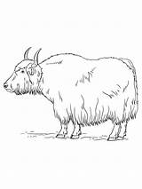 Lovely Yak coloring Page sketch template