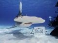 Free Stock Photo 7422 Hammerhead shark swimming underwater | freeimageslive