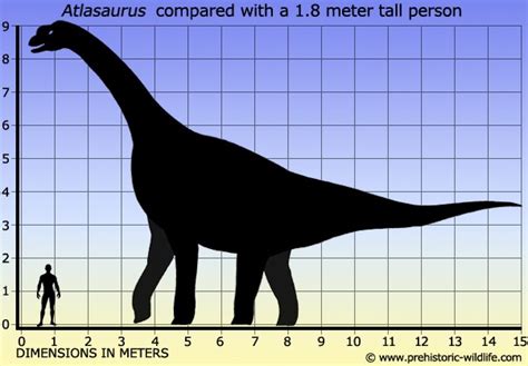 Atlasaurus Pictures & Facts - The Dinosaur Database