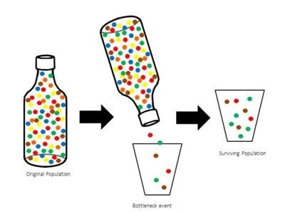 Why Is The Bottleneck Effect In Biology Important - Best Pictures and Decription Forwardset.Com