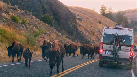 Man has the terrible idea to taunt a bison in Yellowstone National Park