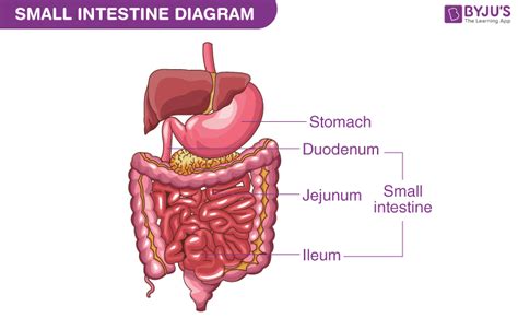 Small Intestine Diagram