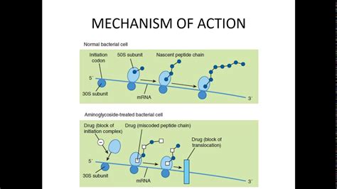 Aminoglycosides - YouTube