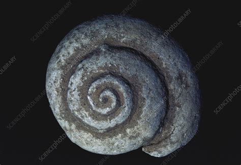 Fossil Snail - Stock Image - C012/8647 - Science Photo Library