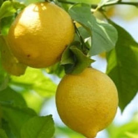 Sorrento Oval Lemon - Oscar Tintori - Nurseries Worldwide - Citrus Plants