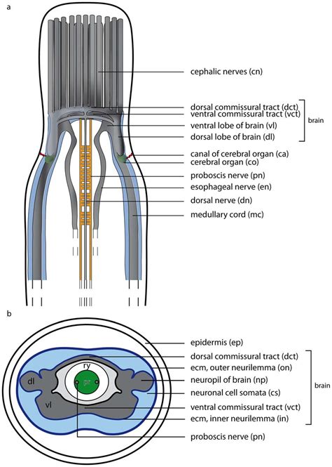 Schematic drawings of the nemertean central nervous system. a: Dorsal ...