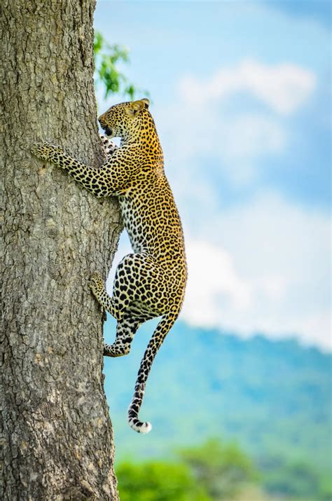 Leopard In A Tree