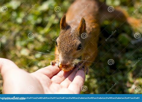 The Red Squirrel Eats the Nuts. Stock Photo - Image of brown, wild ...