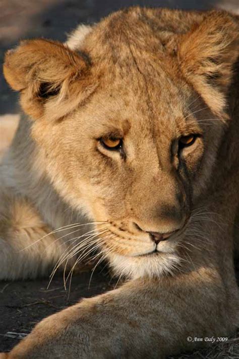 Feline Meanderings: Zambia, Lion Walk 2009