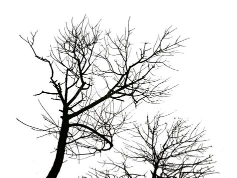 Black Trees Silhouette Isolated Graphic Stock Illustration ...