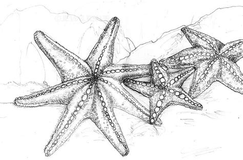 realistic-starfish-coloring-page | Starfish drawing, Starfish art ...