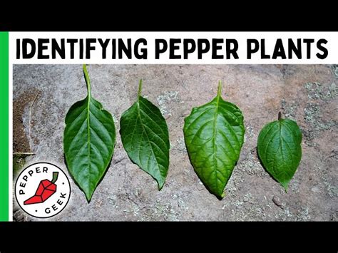 Identifying Different Types Pepper Plants: Spice It Up! - BroadPick