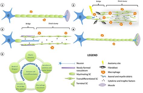 Frontiers | Molecular Mechanisms Involved in Schwann Cell Plasticity