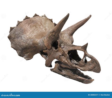 Triceratops Dinosaur Skull Isolated. Stock Image - Image: 28082371