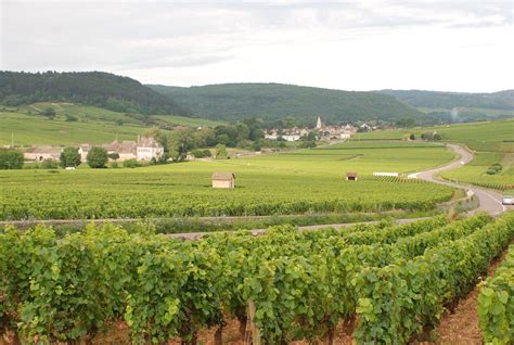 Vineyards outside of Beaune, in Burgundy, France. | Beaune, Wine theme, Wine recipes