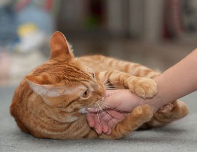 8 Reasons Why You Get Cat Love Bites From Your Beloved Furry Friend