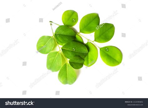 Rosewood Leaves Isolated On White Background Stock Photo (Edit Now) 2110785851