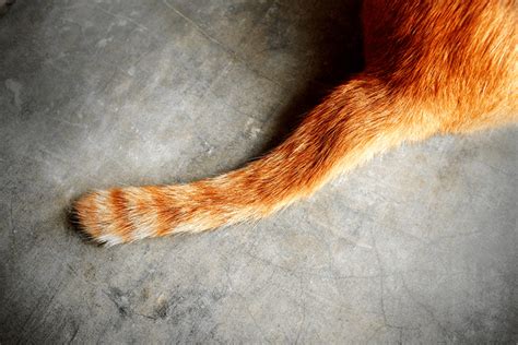 Tail Injuries in Cats: Never Catch a Cat by the Tail - CatGazette