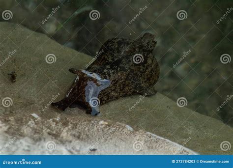 Slugs Anatomy Stock Photos - Free & Royalty-Free Stock Photos from ...