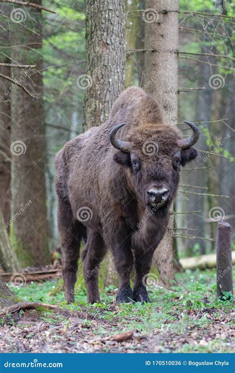 Bison in the Forest in the Bialowieza National Park Stock Photo - Image of bialowieza, auroch ...