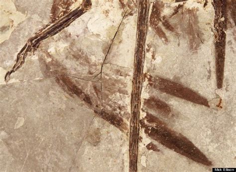 Microraptor Dinosaur Fossil Shows Crow-Like Creature Had Four Wings, Iridescent Black Feathers ...