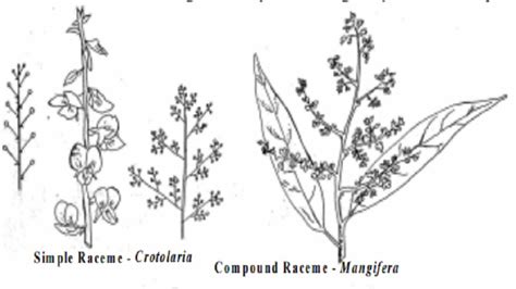 Inflorescence : Racemose, Cymose, Mixed and Special types