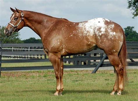 Light Chestnut Frosted Blanket Appaloosa | Beautiful horses, Appaloosa ...