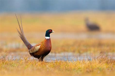 The Ultimate Pheasant Hunt | Lake Andes South Dakota | Fay Ranches