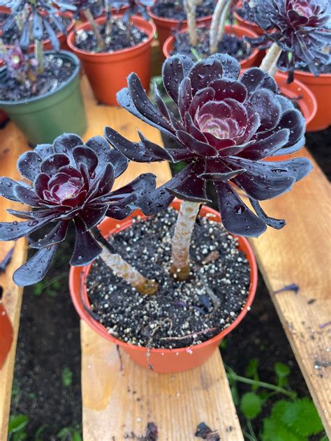 6 Aeonium Black Rose Live Plant 2plants per Pot - Etsy