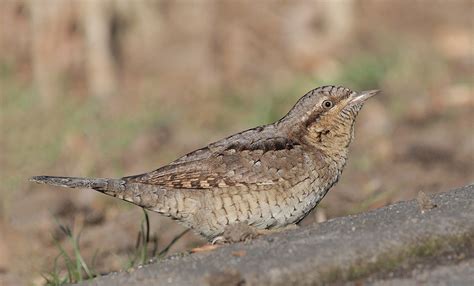 Eurasian Wryneck | BirdForum